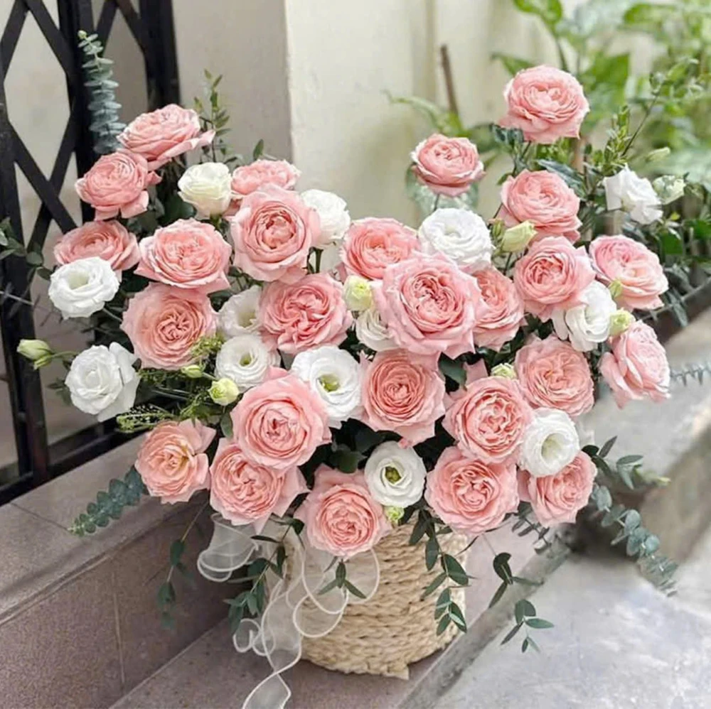 Chậu Hoa Hồng Ohara Ngọt Ngào Xinh Xắn