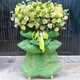 Kệ Hoa Khai Trương Tone Xanh Lá Đại Lợi