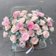 Giỏ Hoa Hồng Tươi Mix Cúc Đồng Tiền Trong Trẻo