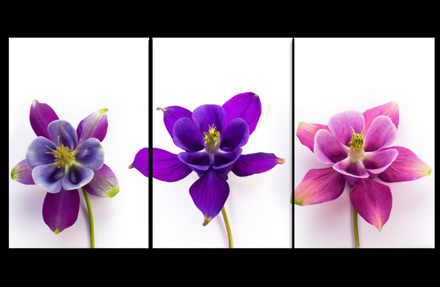 Ảnh sản phẩm - Lala Shop