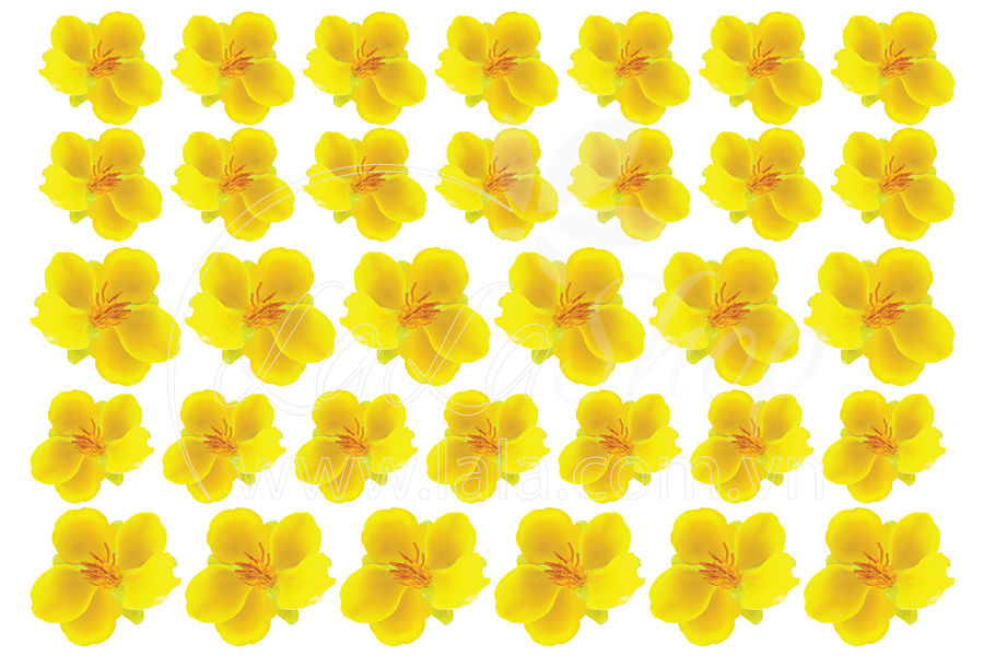 Decal mai vàng 5 cánh