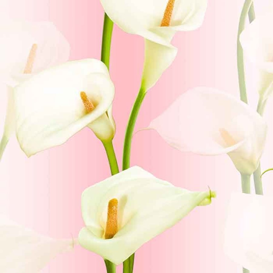 Ảnh sản phẩm - Lala Shop