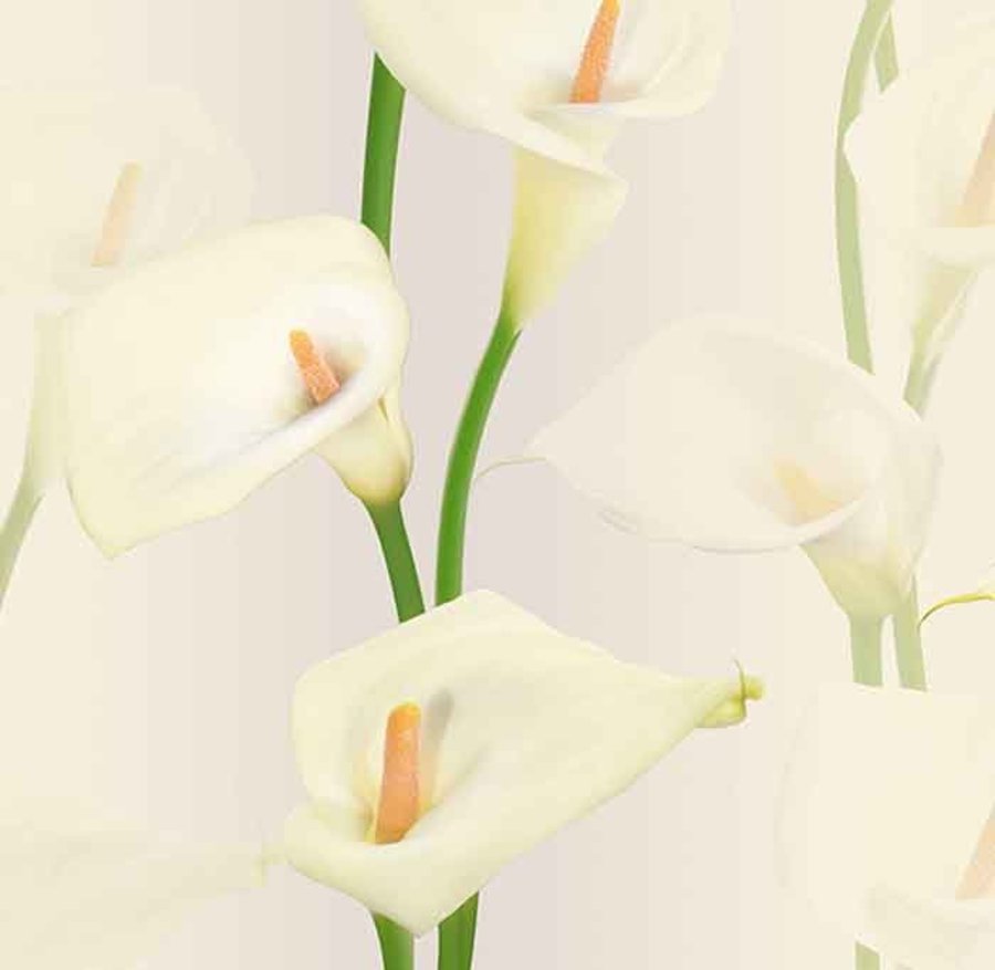 Ảnh sản phẩm - Lala Shop