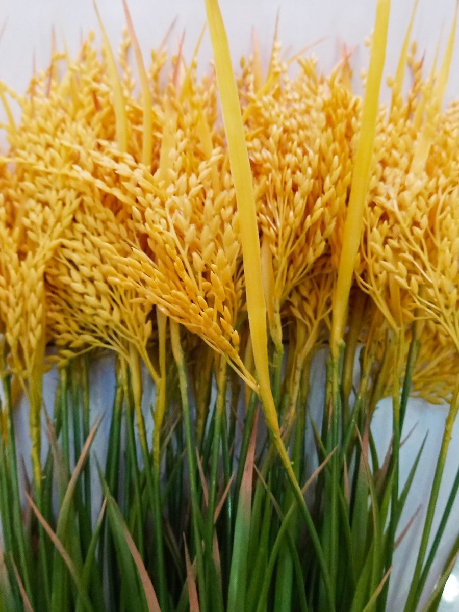 Ảnh sản phẩm - Lala Shop