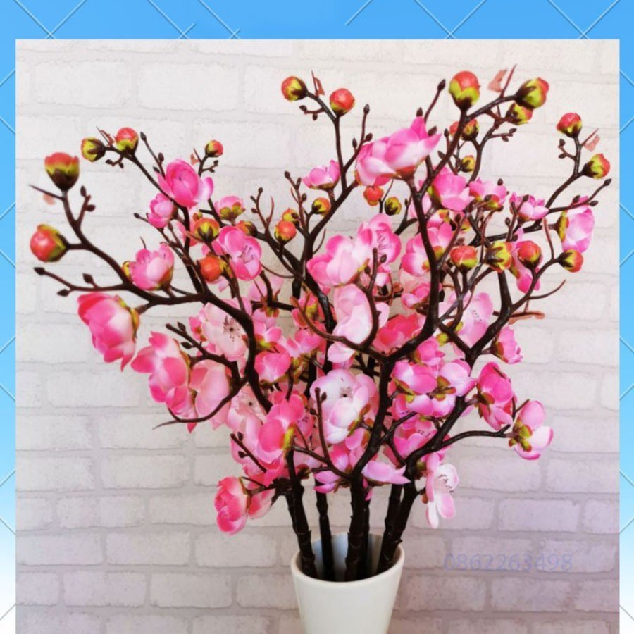 Ảnh sản phẩm - Lala Shop