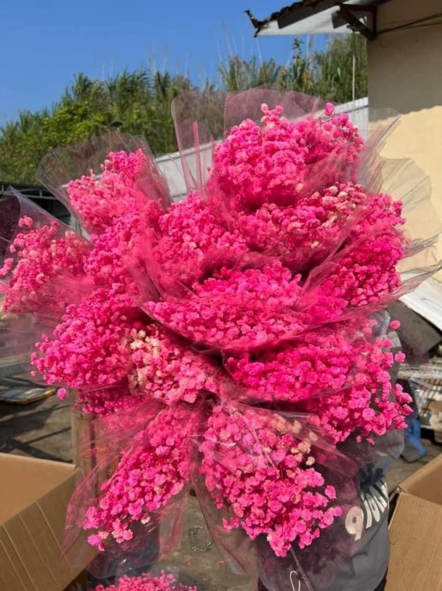 Ảnh sản phẩm - Lala Shop