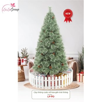 Cây thông cước nở hoa gắn trái thông