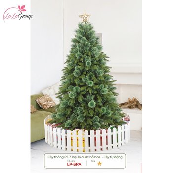 Cây thông Pe 3 loại lá cước nở hoa - Cây tự động