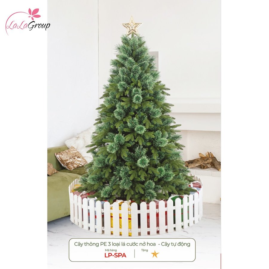 Cây thông Pe 3 loại lá cước nở hoa - Cây tự động