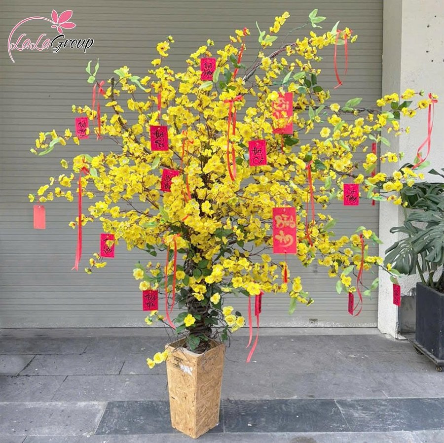 Chậu cây mai vàng tài lộc nở rộ mừng xuân