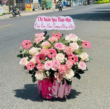 Chậu Hoa Hồng Pastel Mix Hoa Đồng Tiền Sắc Hồng Dịu Dàng