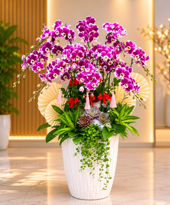 Chậu Lan Hồ Điệp Tím Phú Quý Cát Tường